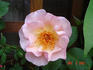 Inspiration rose photo