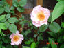 Inspiration rose photo