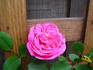 Temptation rose photo