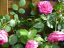 Temptation rose photo