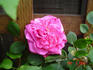 Temptation rose photo