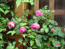 Temptation rose photo