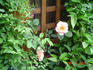 Inspiration rose photo
