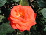 Dynasty rose photo
