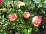 Most Unusual Day rose photo