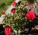 Brian Lee ™ rose photo