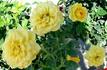 Lemon Drop rose photo