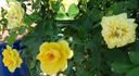 Lemon Drop rose photo
