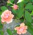 Cornelia rose photo