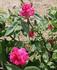 Demitasse rose photo