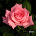 Spellbound ™ rose photo