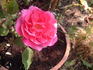 Beauty of Stapleford rose photo