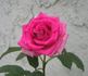 Poopsie ™ rose photo
