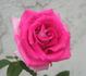 Poopsie ™ rose photo