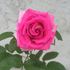 Poopsie ™ rose photo