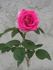Poopsie ™ rose photo
