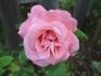 Elsa Knoll rose photo