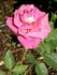 Martha Rice rose photo