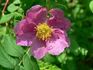Fred Streeter rose photo