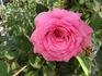 Conch Shell Climber rose photo