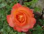 Lady Mavis Pilkington rose photo