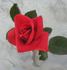 The Governator ™ rose photo