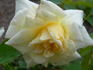 Swantje rose photo
