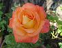 Lady Mavis Pilkington rose photo