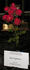 Red Typhoon rose photo
