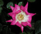 Man 1/07 rose photo
