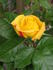 Berenice Neville rose photo