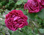 Duke of Wellington rose photo