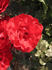 Léonor de March rose photo