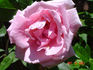 Inspiration rose photo