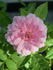 June Anne rose photo