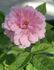 June Anne rose photo