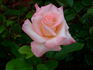Princess Diana rose photo