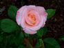 Princess Diana rose photo