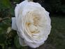 Ice-girl Panarosa ™ rose photo