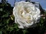 Ice-girl Panarosa ™ rose photo