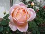 Love Song rose photo