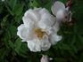 <i>Rosa arvensis</i> x <i>Rosa gallica</i> rose photo