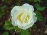 Dr. John Snow rose photo