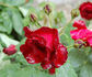 Oskar Scheerer rose photo