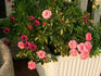 Sublime rose photo