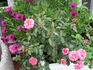 Sublime rose photo