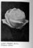 Lady Pirrie rose photo