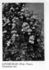 Lindbergh rose photo