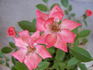 Pilar Dot rose photo