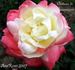 Château de Beauregard rose photo